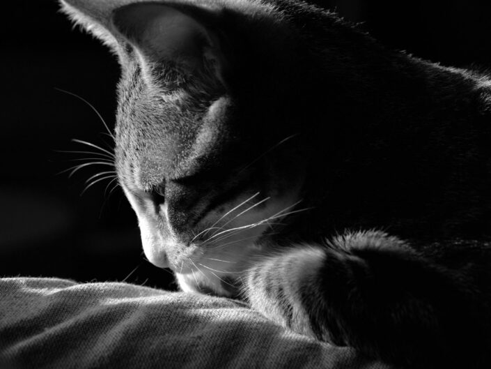 Compagnon et boule de poils